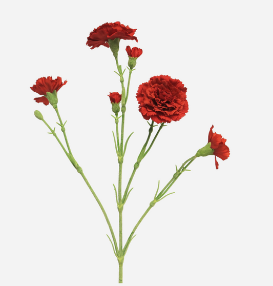 Dianthus Charly red 62cm