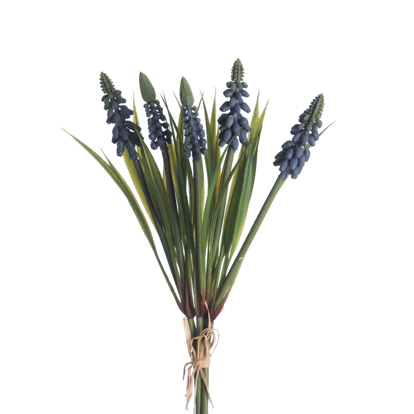 Muscari Bundle x5 L28cm Blue