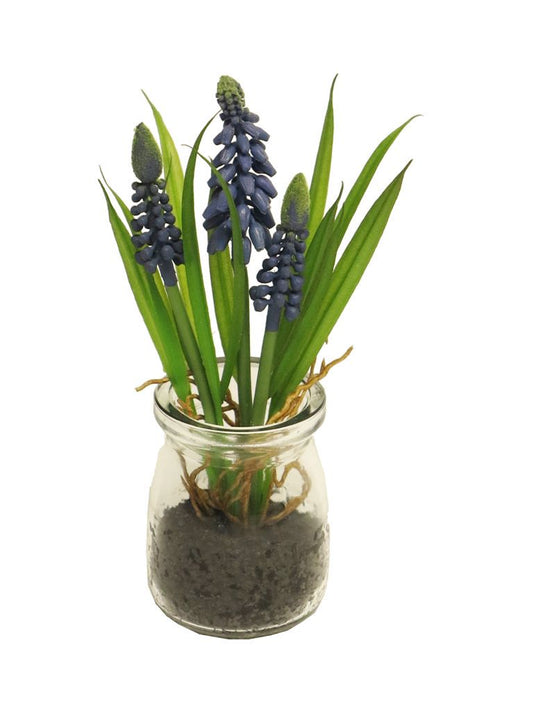 Muscari Desire in glass pot blue 17cm