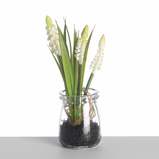 Muscari in Glass Pot L18cm White