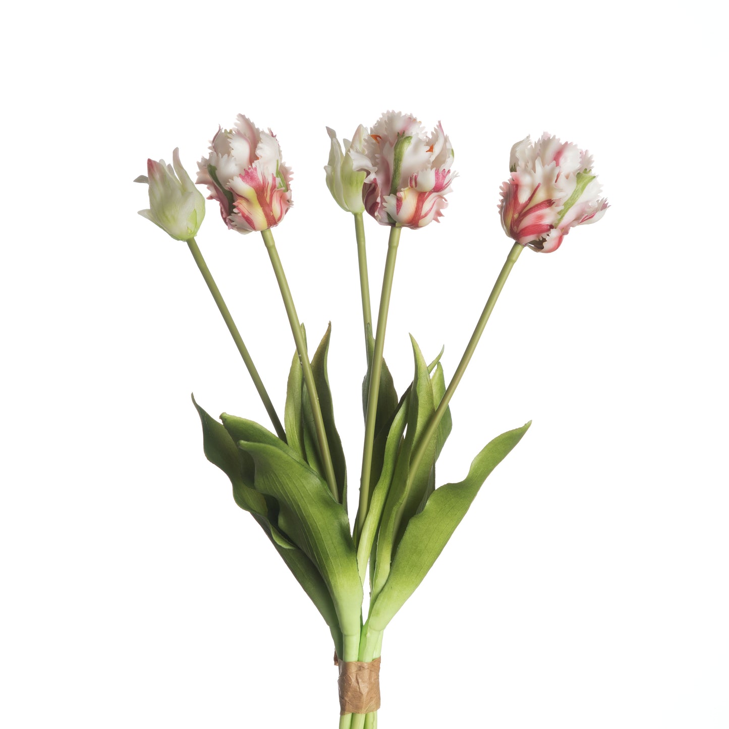 Parrot Tulip x5 L40cm Pink/Green