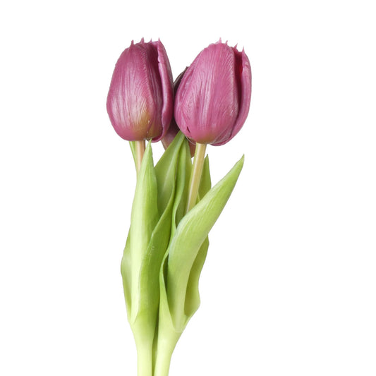 Tulip Bundle x3 L30cm Aubergine