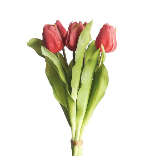 Tulip Bundle x5 L31cm Beauty